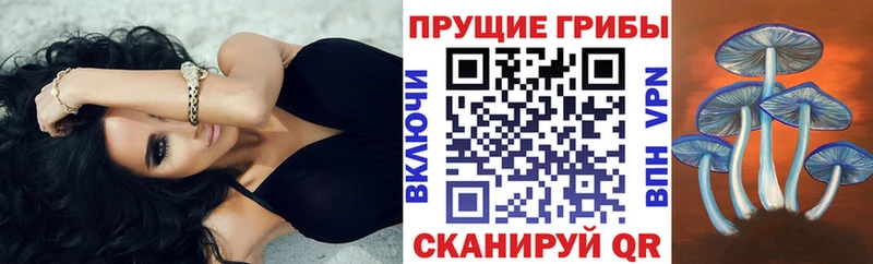 продажа наркотиков  Сортавала  Псилоцибиновые грибы Psilocybe 